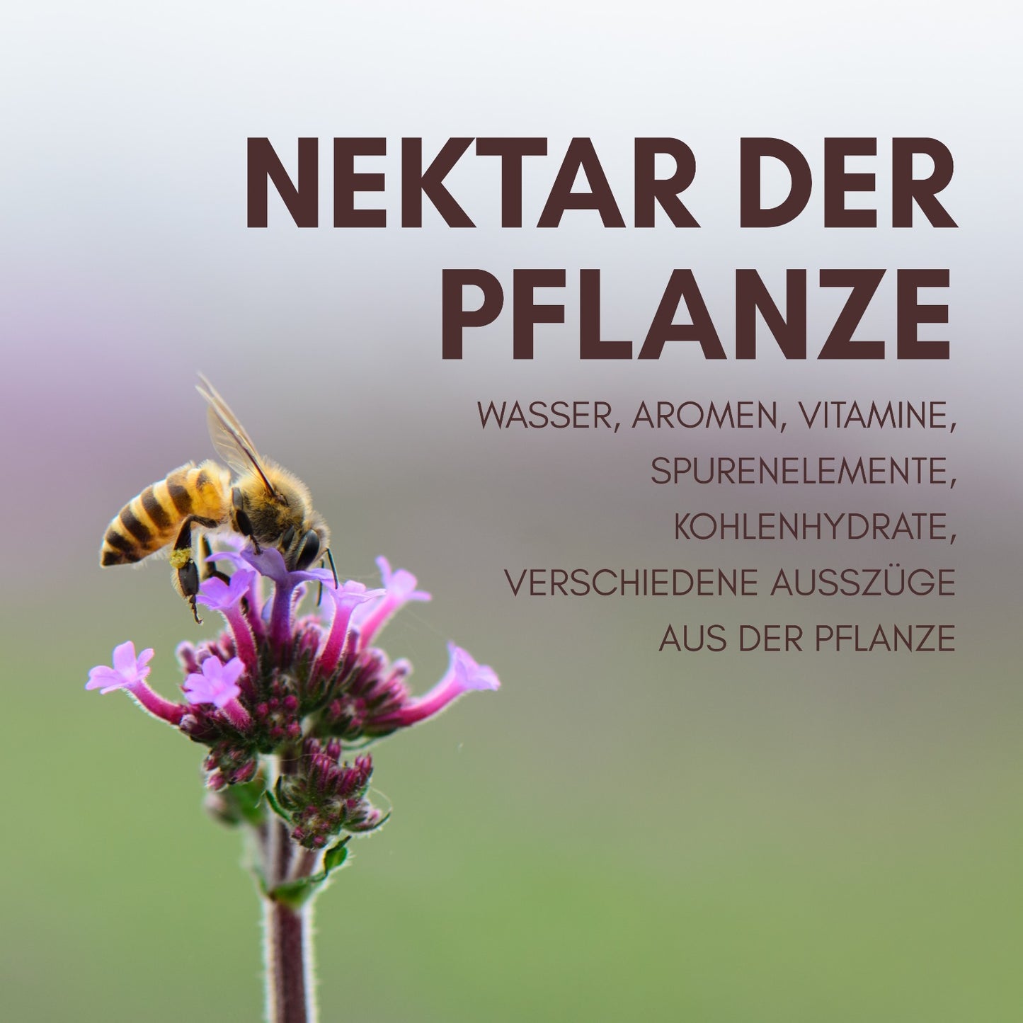 Honigo Mix Set (+ GRATIS HONIGLÖFFEL)