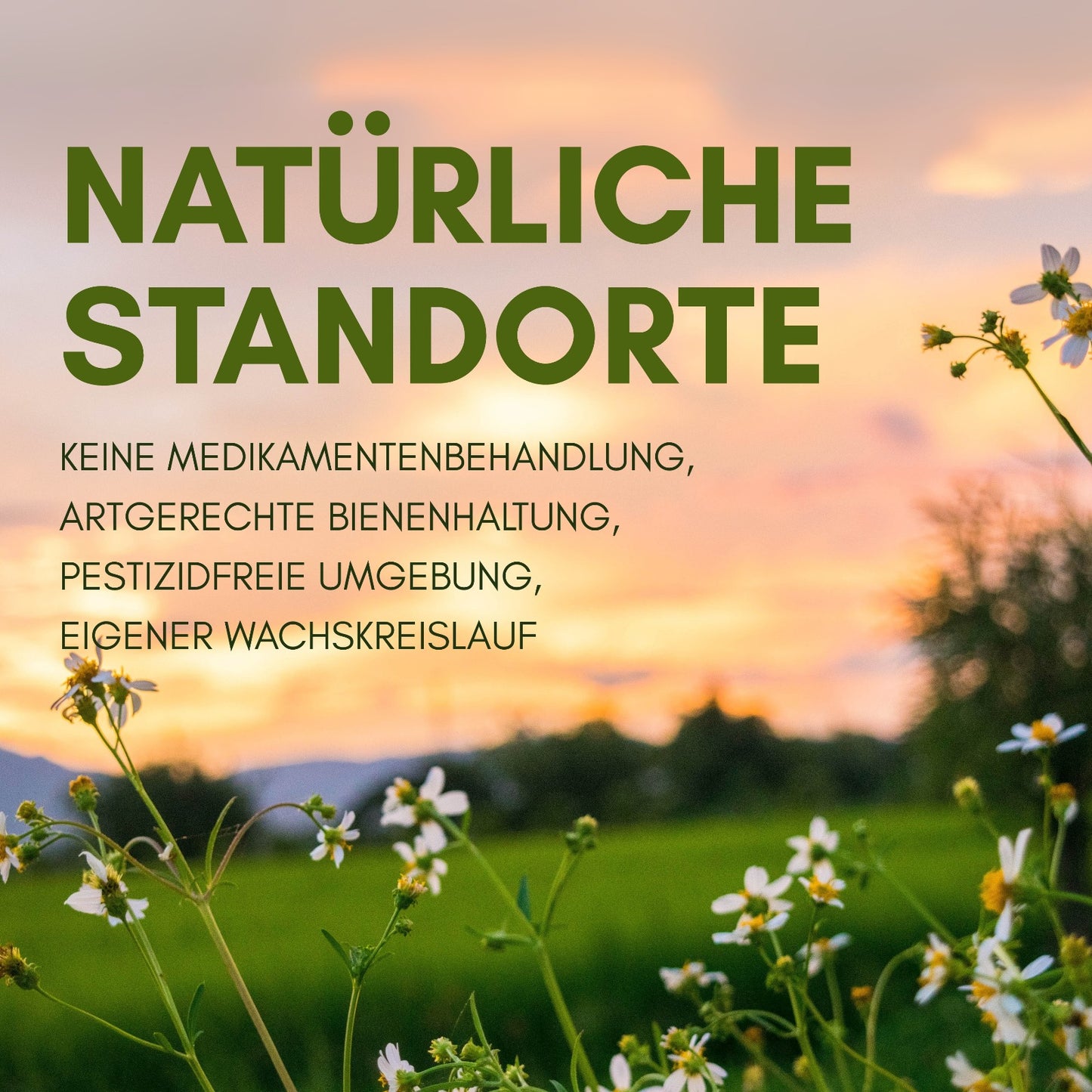 Honigo Mix Set (+ GRATIS HONIGLÖFFEL)